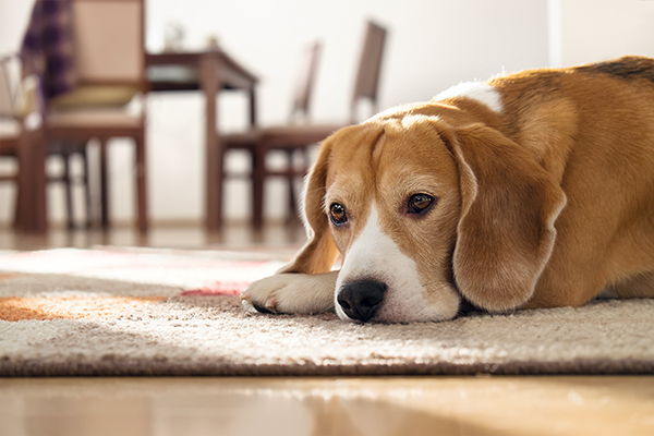 Pet Stain & Odor Problems in bucks county pa