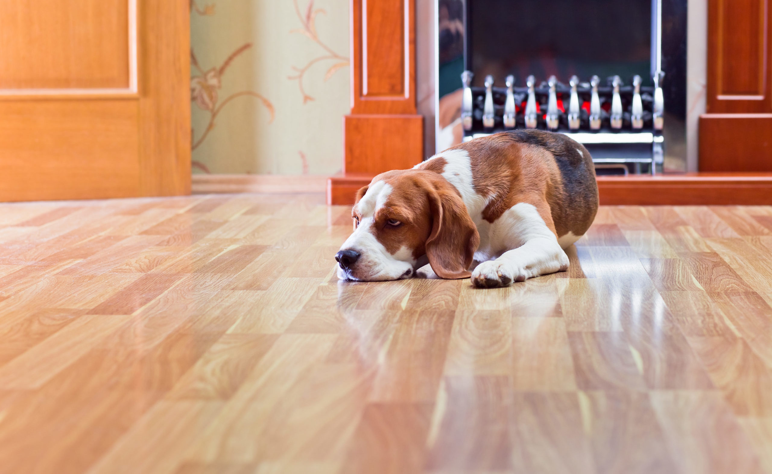 wood floor cleaners philadelphia