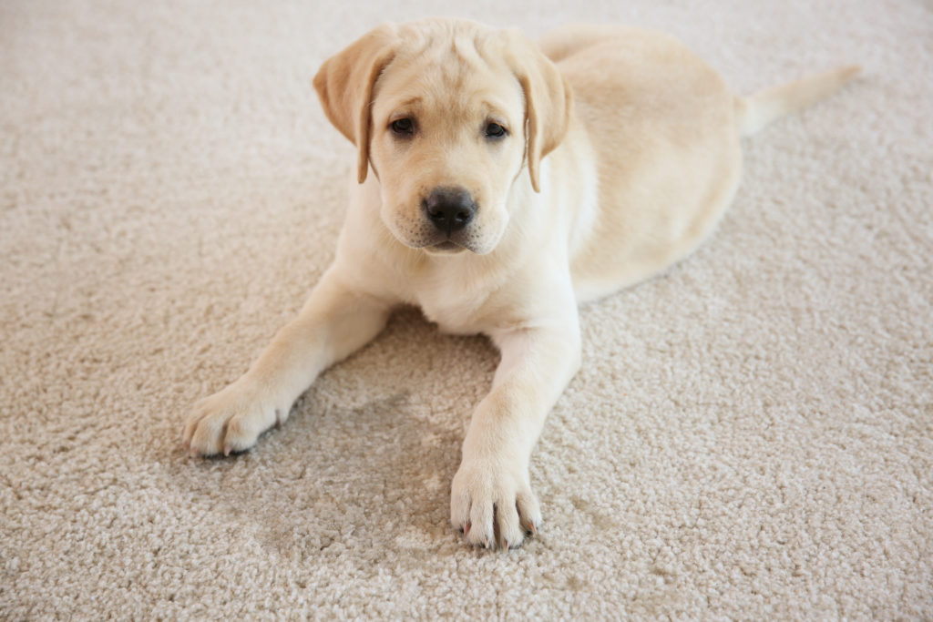 Pet Stain & Odor Problems